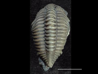 https://files.geocollections.info/large/4e/d8/4ed83858-edc4-4e68-94af-01c657506224.jpg
