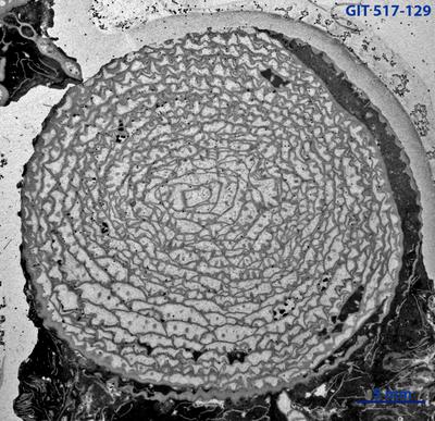 https://files.geocollections.info/large/4e/d8/4ed8d0be-745c-4d6c-a9d2-871b370e4935.jpg