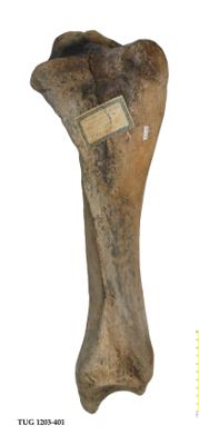 https://files.geocollections.info/large/4e/e2/4ee25b12-b8a8-446c-b6c0-c2d2e0e97fcd.jpg