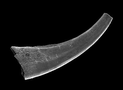 https://files.geocollections.info/large/4e/ec/4eecb20f-0a6f-492f-8e08-682ae5928185.jpg