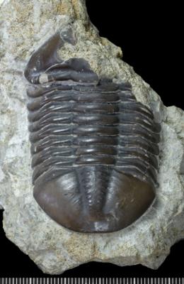 https://files.geocollections.info/large/4e/ef/4eef84f4-5ac5-4ef5-a202-c3490244b459.jpg