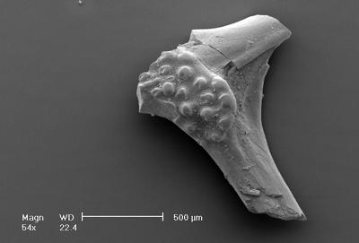 https://files.geocollections.info/large/4e/f7/4ef7dcd1-3e28-4ef2-a0fa-a51be1cab940.jpg
