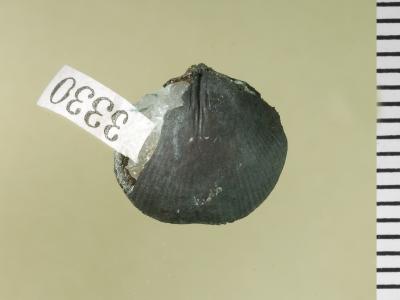 https://files.geocollections.info/large/4f/02/4f0257eb-cc8a-42bd-b9da-290424b7a12e.jpg
