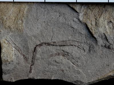 https://files.geocollections.info/large/4f/3c/4f3c27bf-34ea-47ef-8a4f-0f1ca3e80561.jpg