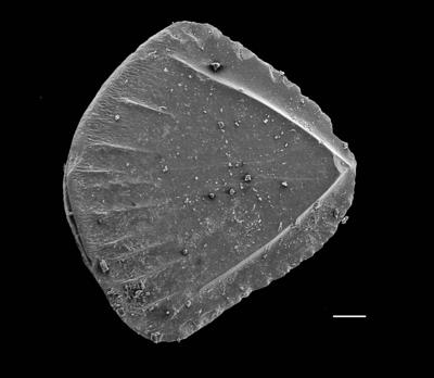 https://files.geocollections.info/large/4f/45/4f457064-52a7-461c-87fe-e5f4fe54e03d.jpg