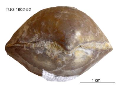 https://files.geocollections.info/large/4f/67/4f675945-4a65-4212-b464-8c9b82cd42eb.jpg