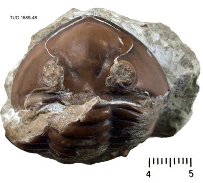 https://files.geocollections.info/large/50/23/5023cd1f-dd2e-482d-822f-47f74b62bd2a.jpg