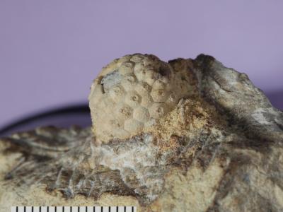 https://files.geocollections.info/large/50/28/50281401-49cc-4a85-a21c-470f0d7422b6.jpg