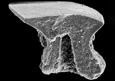 https://files.geocollections.info/large/50/29/5029577f-eb14-447c-a018-0c5c55fc7b9d.jpg