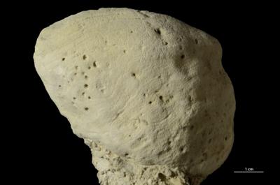 <i>Trypanites isp.</i><br />Kasti, Saaremaa,  m, 