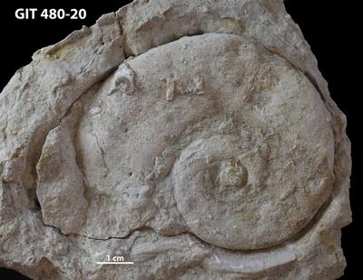 https://files.geocollections.info/large/50/76/50768591-6afb-476b-ac7d-9435a00cfc96.jpg