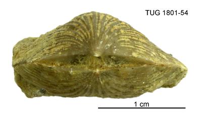 https://files.geocollections.info/large/50/85/508569b5-d91c-4669-8c63-ed519ab46c9c.jpg