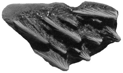 https://files.geocollections.info/large/50/d2/50d2a0ab-6dda-4397-b2e6-4708c1edaa2f.jpg