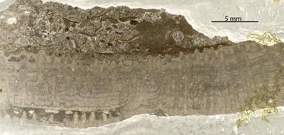 https://files.geocollections.info/large/50/d7/50d732c4-0ada-45fd-bde8-36d542af5ecd.jpg