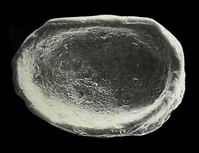 https://files.geocollections.info/large/50/db/50dbc04a-ad22-4f76-a340-0ec56c9c3ec3.jpg