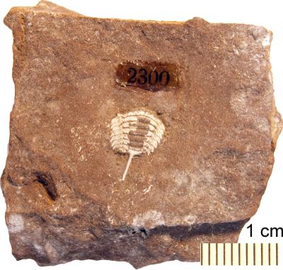 https://files.geocollections.info/large/50/e2/50e22d2f-9f13-4b59-a8e5-789023521e6a.jpg