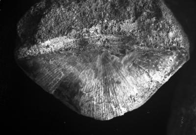 https://files.geocollections.info/large/51/01/51015450-cd79-407c-b047-a581f1fe1704.jpg