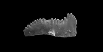 https://files.geocollections.info/large/51/0c/510c6f4f-cc6b-4f51-abec-51da086165c5.jpg