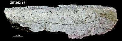 <i></i><br />Putilovo quarry, Leningrad Oblast,  m, Volkhov Stage