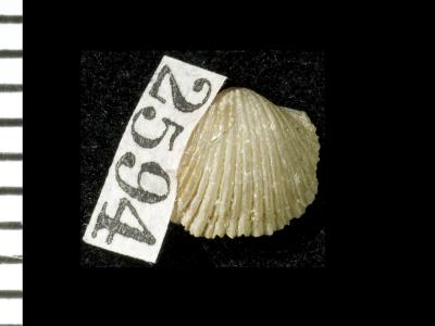 https://files.geocollections.info/large/51/54/5154ed1f-19df-41a9-8e94-d6d10ce15338.jpg