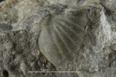 https://files.geocollections.info/large/51/6a/516af6bd-3a99-4806-a82a-fe1c8da831ee.jpg