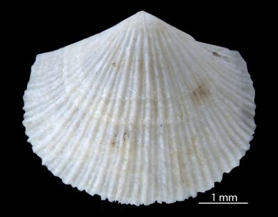 https://files.geocollections.info/large/51/77/51773356-0d44-4f35-9b35-df302b769eff.jpg