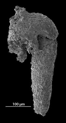 https://files.geocollections.info/large/51/96/5196df66-0092-4684-a520-a6bae7c80017.jpg