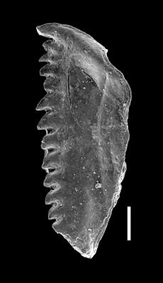 <i>Oenonites aff. wyszogrodensis</i><br />West Anticosti coastal outcrops, Canada,  m, Hirnantian