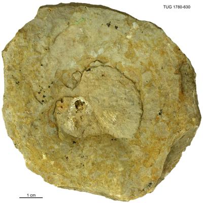 https://files.geocollections.info/large/51/a6/51a67e9d-7f53-4e50-8a82-1ca3464942c6.jpg