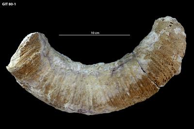 https://files.geocollections.info/large/51/a7/51a7bc01-a086-4613-9584-25db08d7831e.jpg