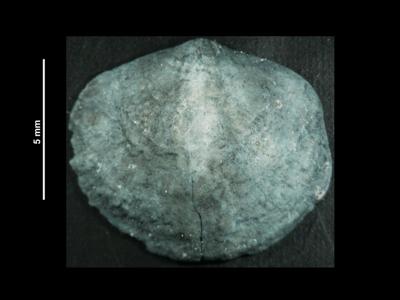 https://files.geocollections.info/large/51/aa/51aacf86-8309-4a5e-8921-22702c84b244.jpg