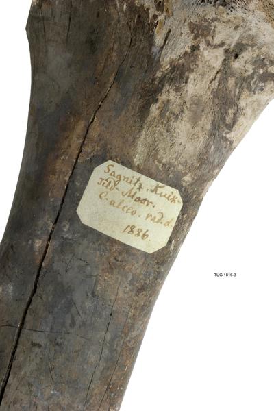 https://files.geocollections.info/large/51/b6/51b64821-5692-42c1-b862-ab886b215c30.jpg