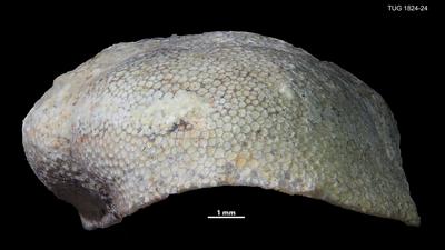 https://files.geocollections.info/large/51/cf/51cf9574-447a-4317-8bd2-6abe33d022ac.jpg
