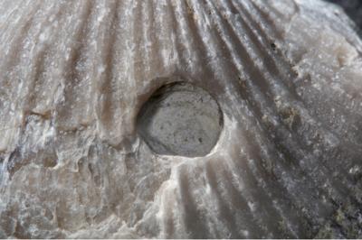 <i>Oichnus isp.</i><br />Saxby shore,  m, Vormsi Stage