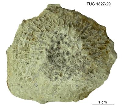 https://files.geocollections.info/large/52/09/5209dc3f-1c44-4fad-aeb3-924852abc1c8.jpg