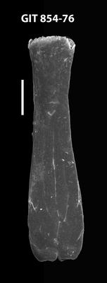 <i><i>Conochitina raymondii</i></i><br />Baldone 80 borehole,  m, Billingen Stage (854-76)