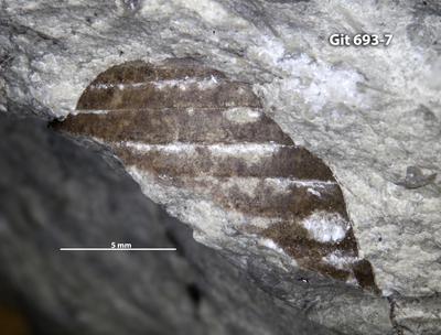 https://files.geocollections.info/large/52/73/52732630-ca6c-4778-99ec-571ca338d7cd.jpg