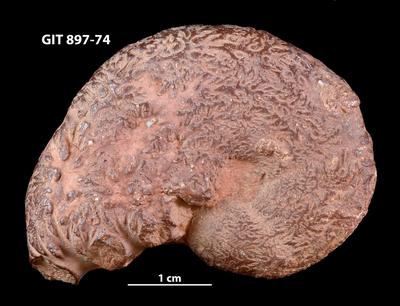 https://files.geocollections.info/large/52/8b/528b38f0-114f-428f-b897-c4c6608605f1.jpg