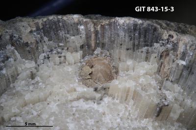 <i>Trypanites isp.</i><br />Saxby shore,  m, Vormsi Stage