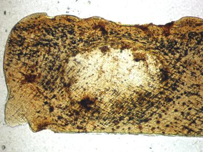 https://files.geocollections.info/large/52/91/529165c0-b6a9-4206-b6e4-34d25c485188.jpg