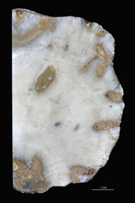 <i></i><br />Vanaküla Quarry,  m, Kukruse Stage