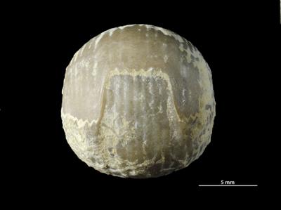 https://files.geocollections.info/large/52/bc/52bc7b68-31c1-417a-959b-0c5cc1df5fbc.jpg