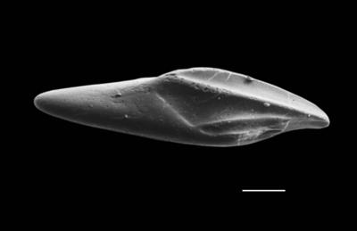 https://files.geocollections.info/large/52/da/52dac729-74a0-42b3-b561-0a56fb8d7d07.jpg