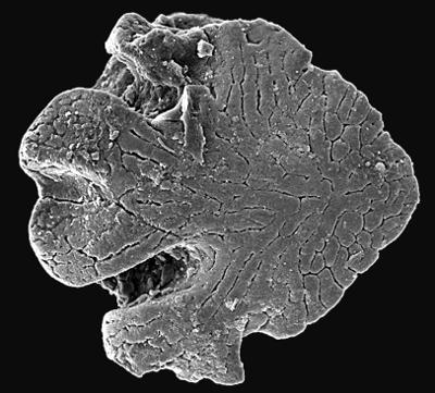 https://files.geocollections.info/large/52/fe/52fe302b-1f4d-43b2-b3e6-533abccc1ae4.jpg