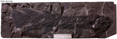 https://files.geocollections.info/large/53/16/53162383-0388-4f2d-9e41-80a559f10401.jpg