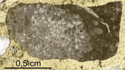 https://files.geocollections.info/large/53/35/53359d71-3f1b-4acd-8d02-f98e9fc404c7.jpg