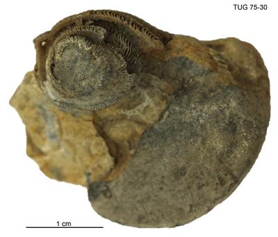 https://files.geocollections.info/large/53/6f/536fbdda-606e-439a-8fb0-a267e3b0be7e.jpg