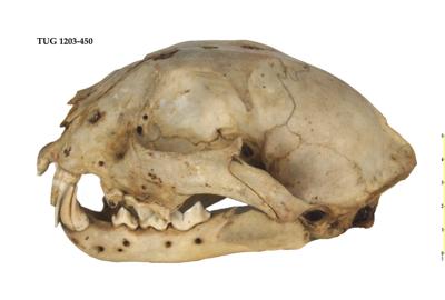 https://files.geocollections.info/large/53/a0/53a0a39a-3326-4e3c-9972-162262ecb752.jpg