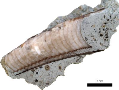 https://files.geocollections.info/large/53/c9/53c9d8e1-508d-44f4-b5ff-aa163f90b7fa.jpg