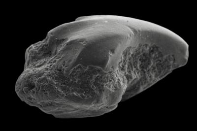 https://files.geocollections.info/large/53/e2/53e2cc72-268b-4c7d-a5d0-eb1e3f0b3aae.jpg